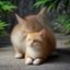 读者安静的猫咪的头像